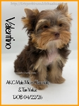 Breathtaking AKC Chocolate & Tan Male Yorkie