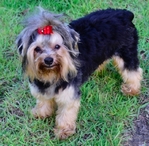 Yorkie Male 1 year old