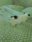 For Sale Parti Yorkies