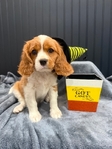AKC Cavalier King Charles Spaniel Puppies