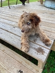 Labradoodle female 12 wk old puppy