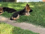 German SHepherd Puppies