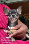AKC Micro Female Black Tri Chihuahua