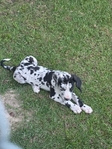 Great Dane puppies