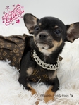 MICRO AKC Female Chihuahua