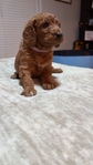 Mini Golden doodle puppies