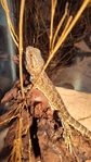 Have to downsize. Reptiles must go to new homes