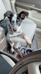 Blue healer