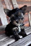 APRI registered YORKIES