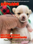 AKC Tiny Applehead Smooth Coat Chihuahuas
