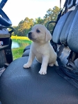 Cream White Labrador Puppies Available