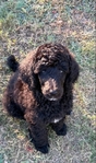 Standard Poodle Puppies born 9/12/25