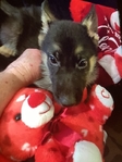 AKC GORGEOUS CHAMPION BLOODLINE GERMAN SHEPHERD PUPPIES