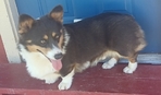 Registered Corgi puppies