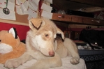 male wolf hybrid for sale