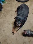 Full blooded Rottweiler.Sweetest dog