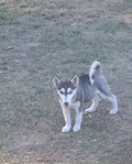 Huskies puppies