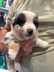 MINIATURE AUSTRALIAN SHEPHERD PUPPIES