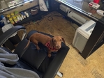 Full Blooded Female Dachshund! Not Registered!