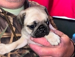 AKC Pug Puppys 6 wks old