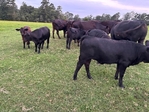 Calves For Sale