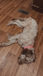 Female goldendoodle