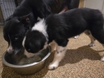 Australian Shepherd/ Lab-Husky mix puppy