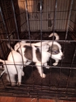 Shepherd/Lab mix puppies