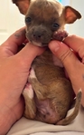 Apple head Blue brindle Chihuahua
