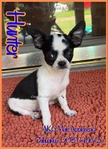 AKC Male Applehead Chihuahuas