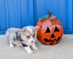 Registered Corgi puppies