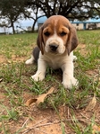 Beagle puppies AKC