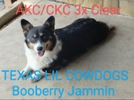 Two Registered Bluie Pembroke Corgi males