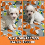 CKC MORKIEPOO PUPPIES 2 MALES