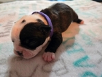Boston Terrier Puppies