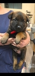 AKC REGISTERED WORKING BELGIAN MALINOIS PUPS