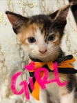 Free Kittens to good home!