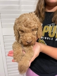 Goldendoodle Puppies