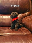 Miniature Schnauzers 1 Female,  4 Males