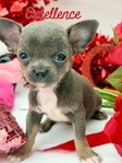 AKC Valentine Applehead Chihuahuas