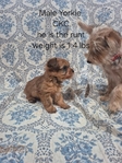 Yorkies in Tyler County