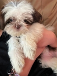 Shih Tzu female