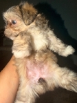 3 left - Shih Tzu puppies