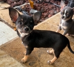 AKC Female Chihuahua