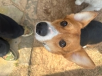 Corgi male