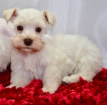 Toy/Miniature Schnauzer Male Puppies