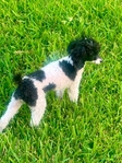 Registered Toy Poodle, potty trained, all shots!
