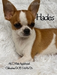 AKC Stunning Male Chihuahuas