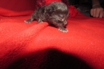 ragdoll kittens for sale