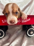 Beagle puppies AKC